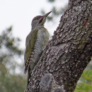Juvenile male Iberian Green Woodpecker - Picus sharpei © John Muddeman